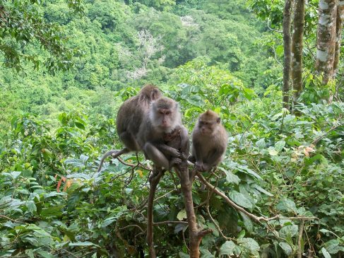 Pusuk Monkey Forest