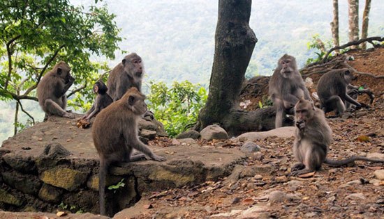 Monyet Pusuk Lombok